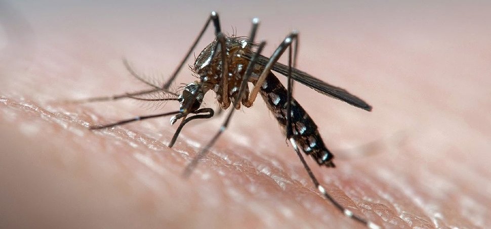 Укусы обычного комара могут вызвать аллергический дерматит